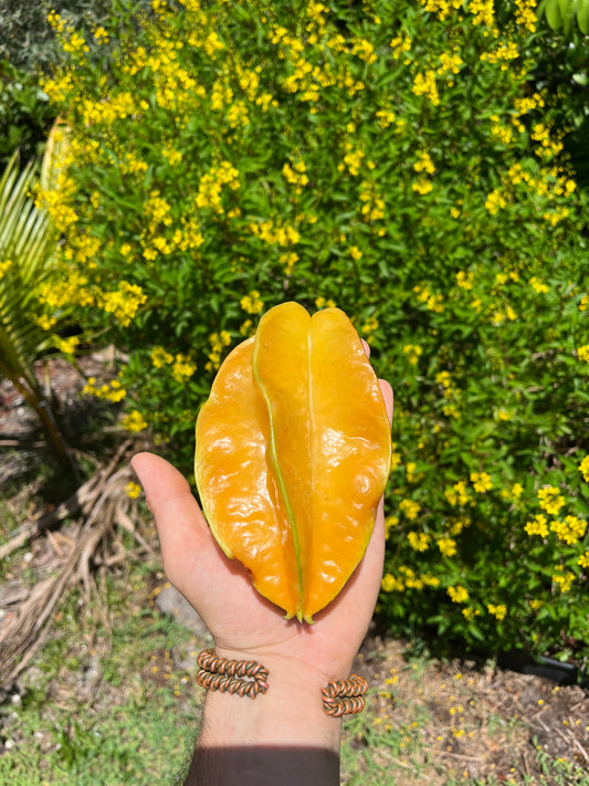 5-pack of Bellstar Starfruits