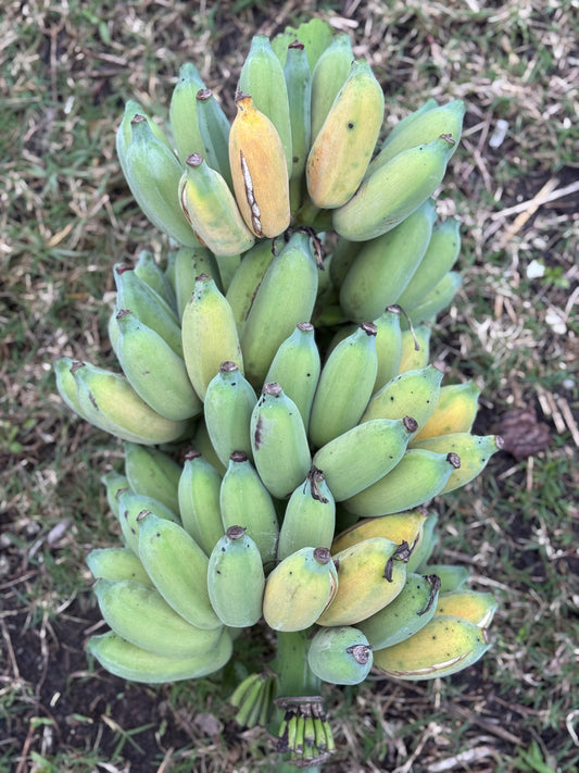 Blue Java Banana Pup