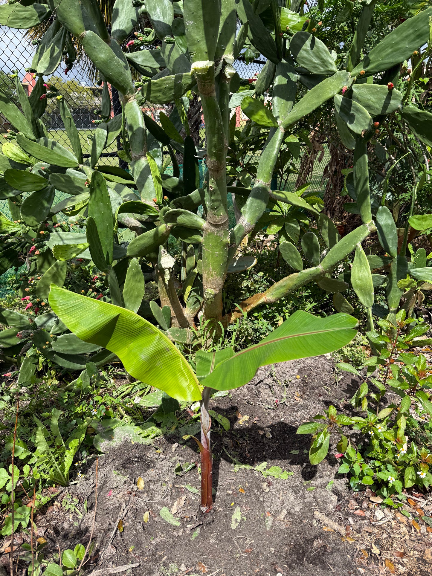 Manzano Banana Pup