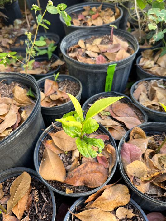 Black Sapote Seeds