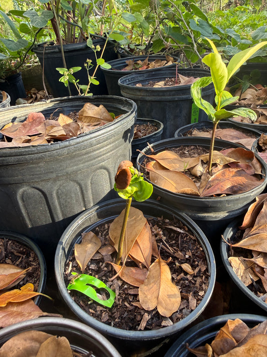 Black Sapote Seeds