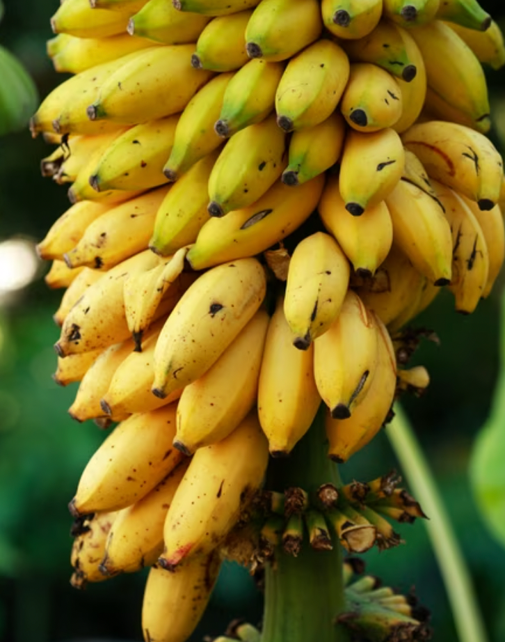 Nam Wah Banana Pup