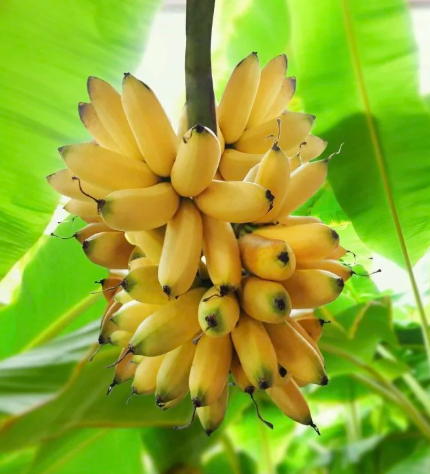 Dwarf Orinoco Banana Pup