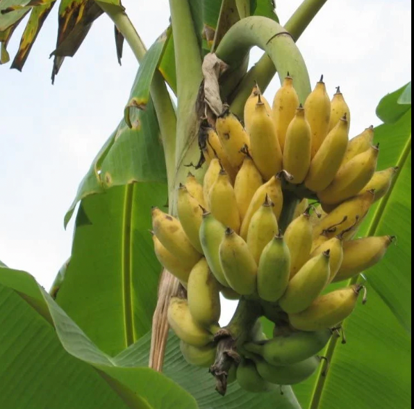 Dwarf Nam Wah Banana Pup